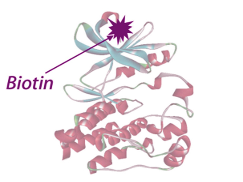 生物素化蛋白合成服务