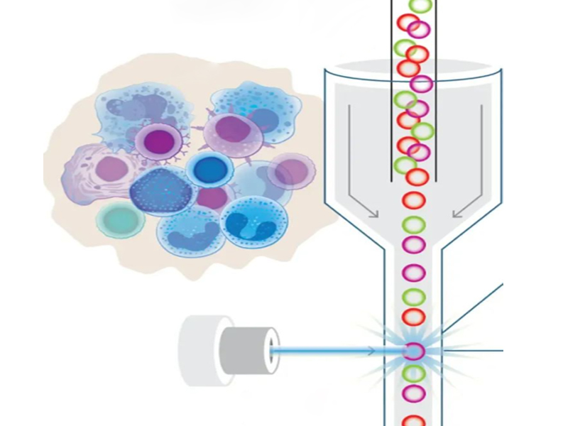 流式细胞检测服务