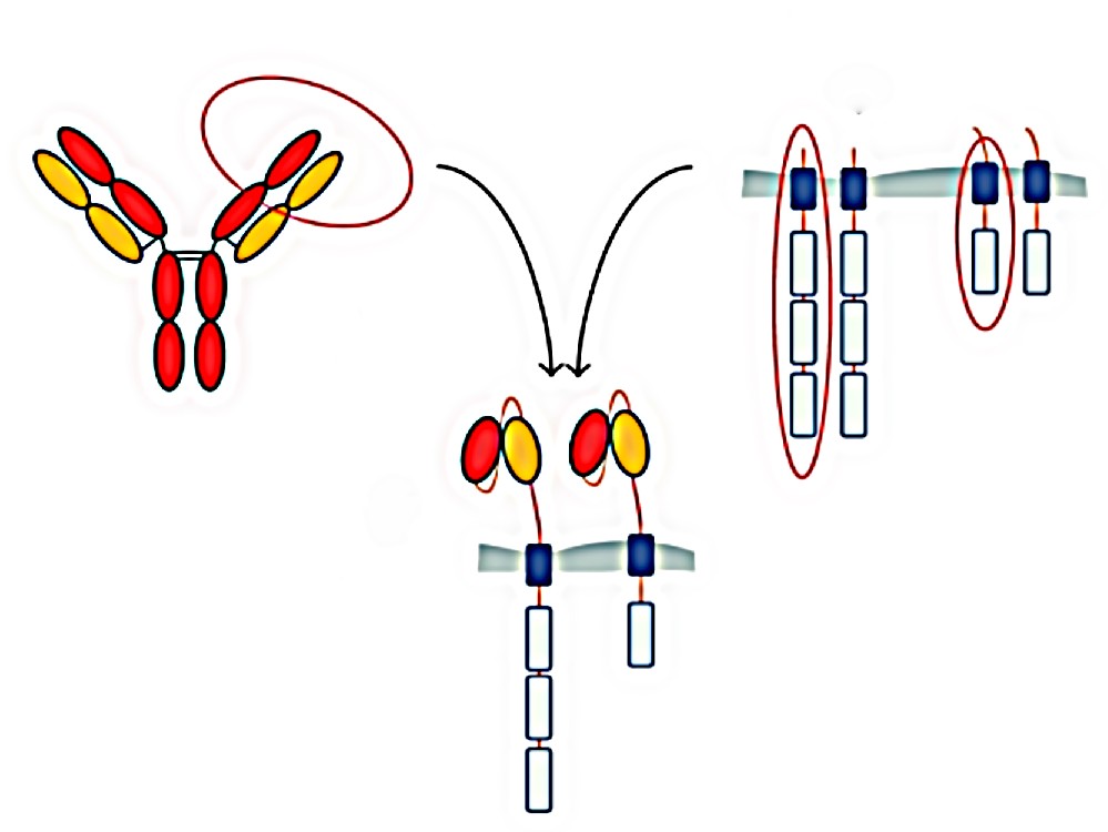 一步法筛选单克隆抗体服务