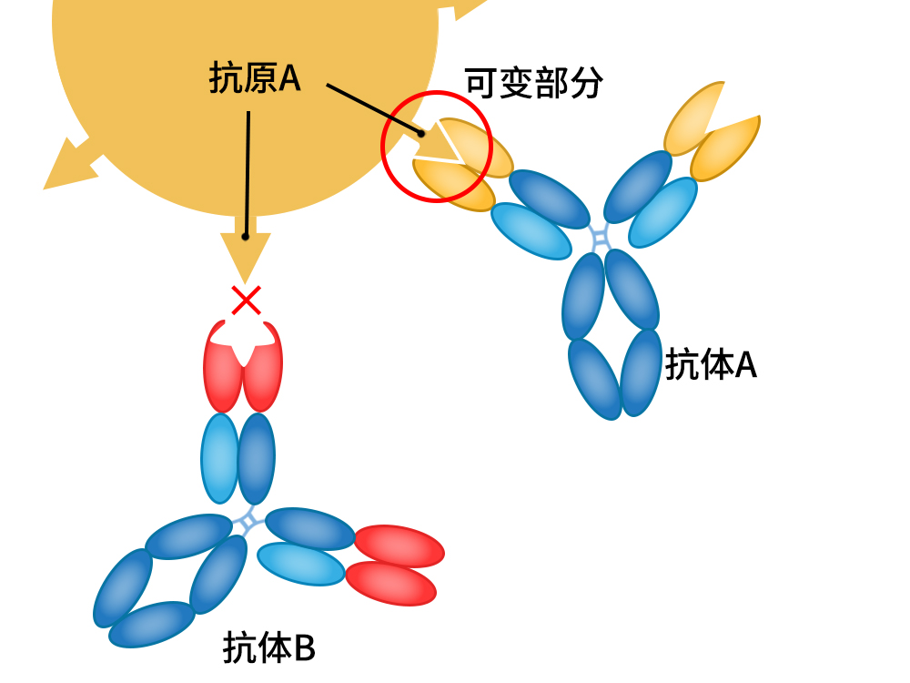 非免疫抗体制作、抗体亲和力改造、抗体特异性改造、cDNA展示抗体筛选技术